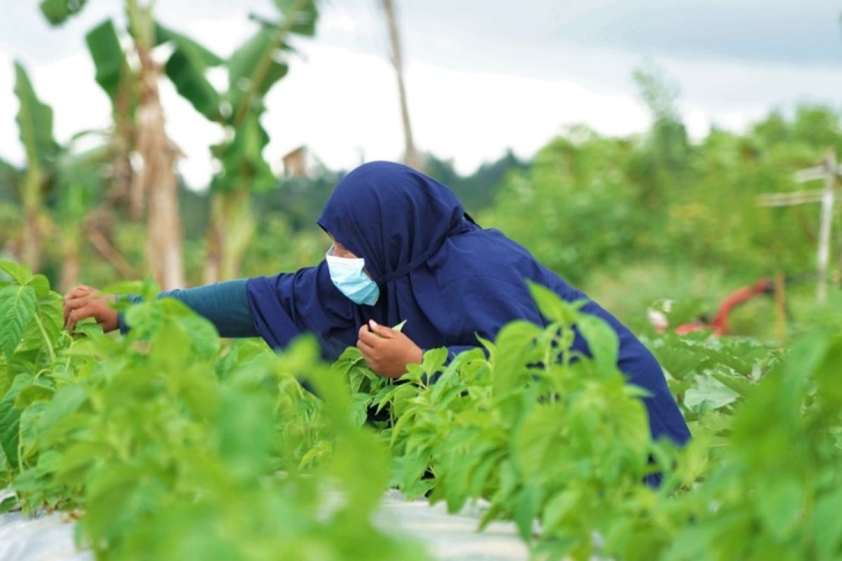 Kebun Holtikultura